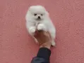 Померани. Реални снимки!, снимка 3
