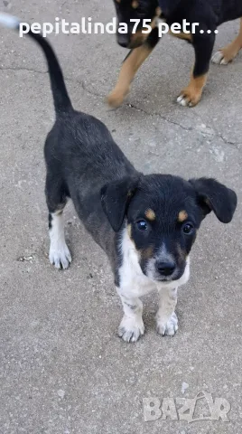 Adopt a puppy.4 кученца бяха изхвърлени !търсим осиновители