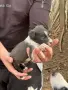 Продавам Бордър коли , снимка 1