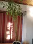 Дръвче с малки люти чушки в саксия, снимка 3