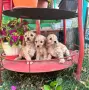 Американски кокер шпаньол , снимка 3