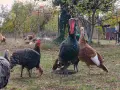 продавам пуйки пуяци, снимка 2