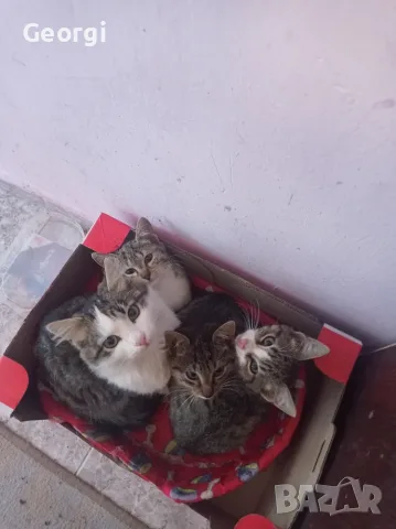 подарявам Котки