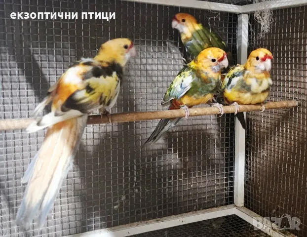 Продавам Пенантови Розели 