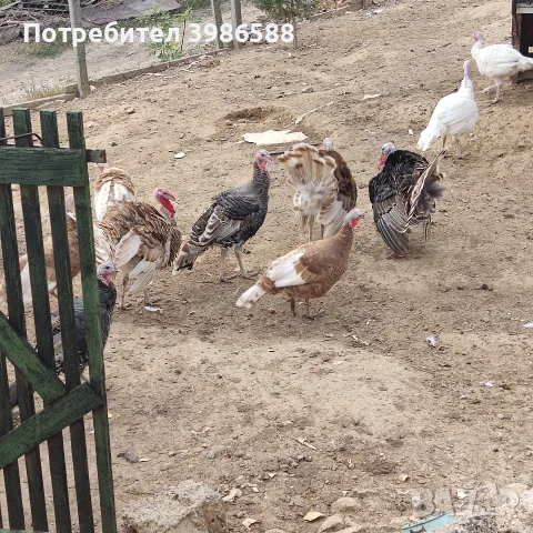 Пуйки,Пуяци Мисирки , снимка 2 - Кокошки и пуйки - 56645331