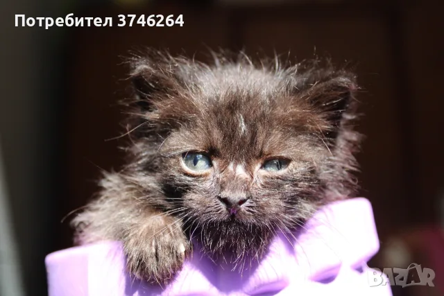Черно котенце търси дом, снимка 2 - Други - 56600894