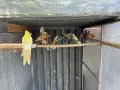 По договаряне! Розели, снимка 5