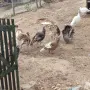Пуйки,Пуяци Мисирки , снимка 2