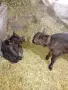 Продаваме две теленца близначета, снимка 1