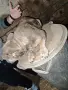 женски френски булдог , снимка 3
