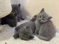 късокосмести британчета, снимка 3