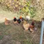 Продавам мини кохин, снимка 11