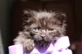 Черно котенце търси дом, снимка 2