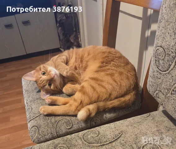 Подарявам котка, снимка 3 - Други - 56588616