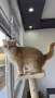 Разкошни шотландски котенца, снимка 6