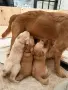 Голдън игриво бебе, снимка 3