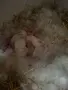 Продавам две женски зайци , снимка 4