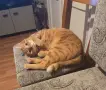 Подарявам котка, снимка 3