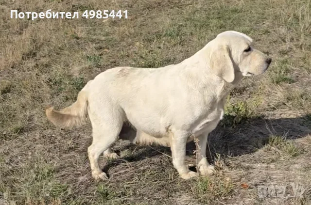 Лабрадор ретривър отгледани женски, снимка 3 - Лабрадор ретривър - 56595046