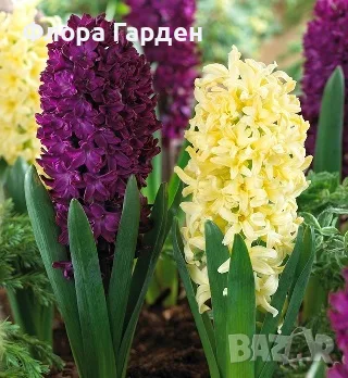Луковици ЗЮМБЮЛИ - Комбинирани пакети, снимка 3 - Сортови семена и луковици - 56643582