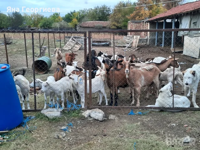 Продавам млечни кози , снимка 4 - Кози - 56728605