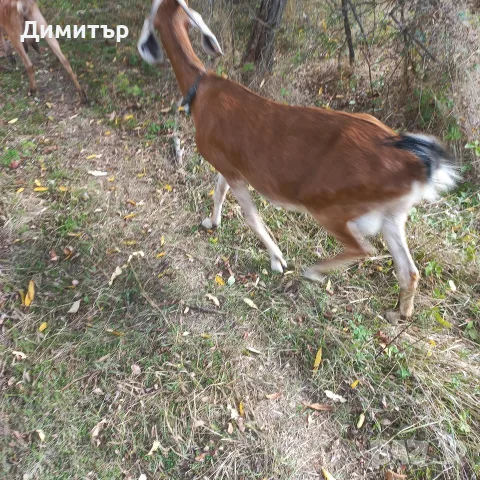 продават се две кози, снимка 2 - Кози - 56612228