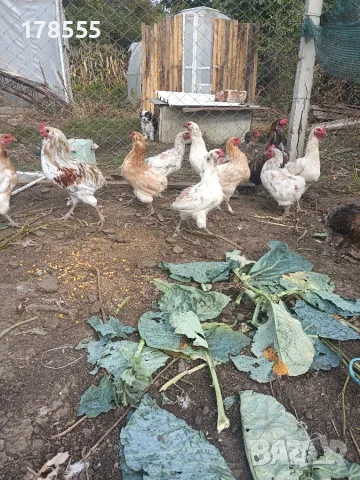 Кокошки Араукана 