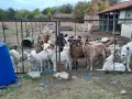 Продавам млечни кози , снимка 4