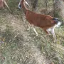 продават се две кози, снимка 2