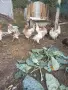 Кокошки Араукана , снимка 1