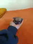 Продам бебе Чихуахуа женско, снимка 2