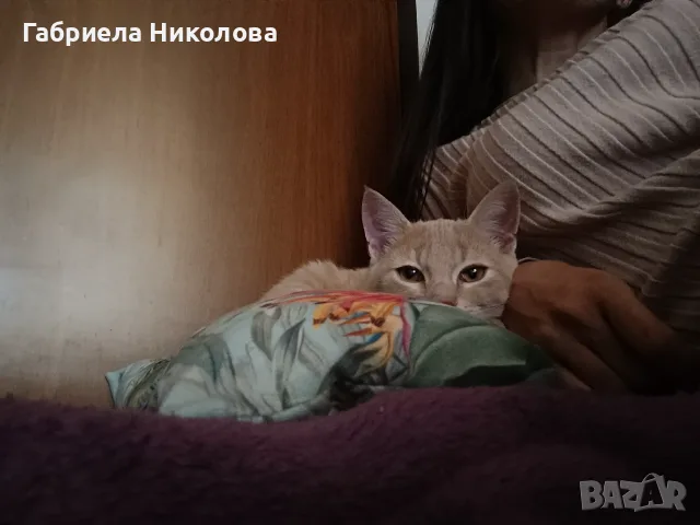 Подарявам коте СПЕШНО , снимка 16 - Други - 56334764
