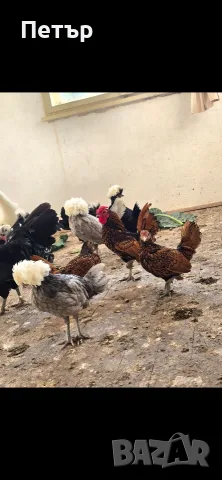 Златен зибрайт петлета и кокошки