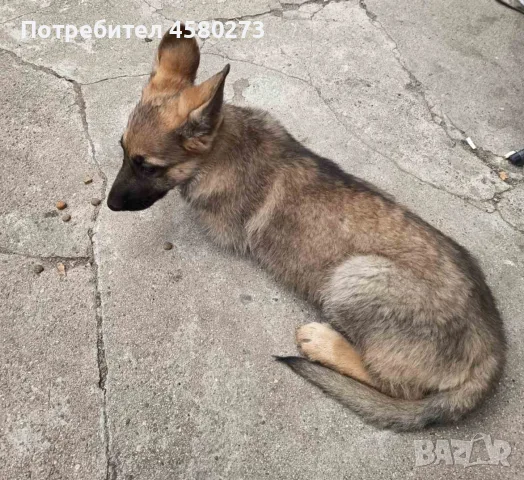 Овчарка на 3 месеца, снимка 3 - Немска овчарка - 56626754