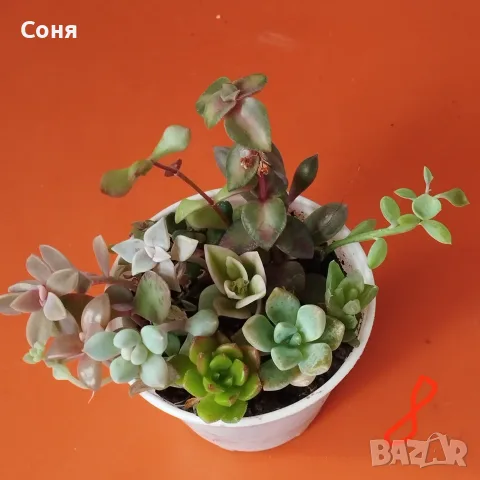 Сукуленти микс вкоренени, снимка 8 - Стайни растения - 56584249