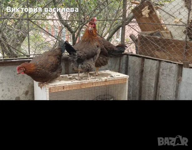 Свободни млади птици, снимка 2 - други­ - 56552167
