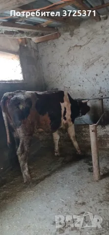 Продавам  мъжко теле, снимка 7 - Крави - 56575637