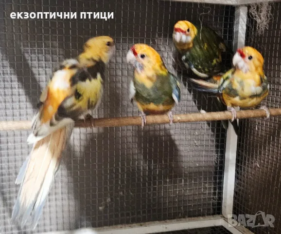 Продавам Пенантови Розели , снимка 4 - Папагали - 56647552