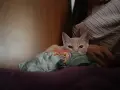 Подарявам коте СПЕШНО , снимка 16