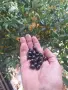 семе дафинов лист , снимка 1