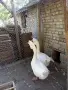 Холмогорски Гъски, снимка 7