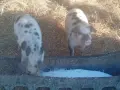 Продавам малки прасенца , снимка 3
