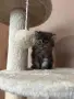 Персийско момченце , снимка 10