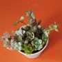 Сукуленти микс вкоренени, снимка 8