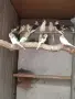 Продавам папагали , снимка 3