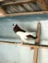 Гълъби седлати болани, снимка 2