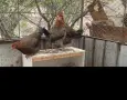 Свободни млади птици, снимка 2