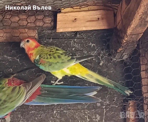Хибрид от розела и поен, снимка 4 - Папагали - 56677034