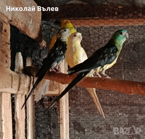 Пойни папагали 4 броя
