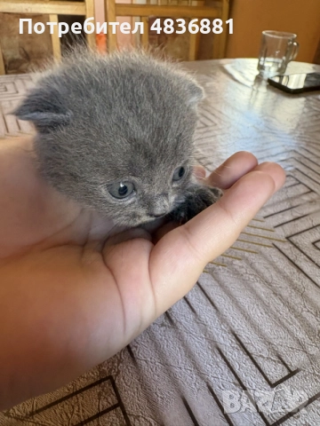 6 британски котенца късокосмести , снимка 8 - Британска късокосместа - 56634935